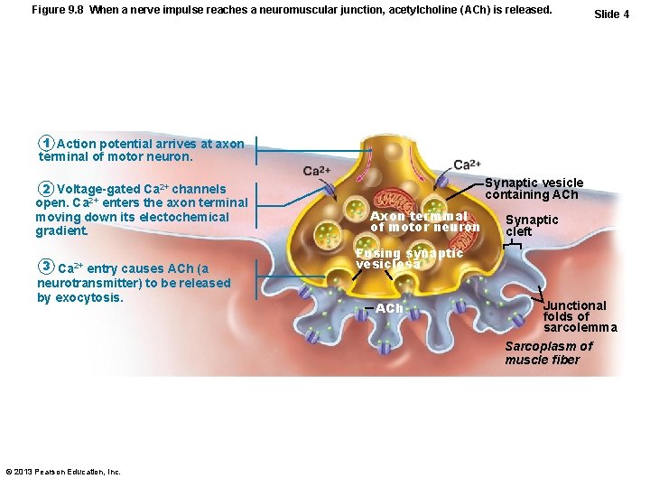 Figure 9. 8 When a nerve impulse reaches a neuromuscular junction, acetylcholine (ACh) is