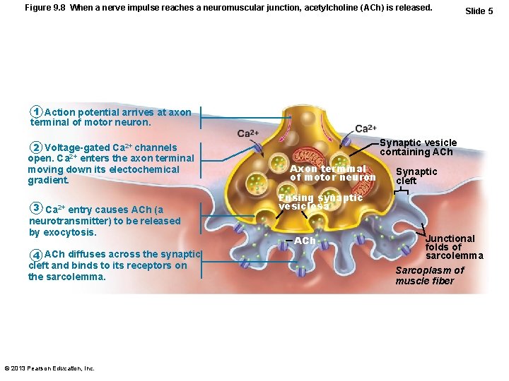 Figure 9. 8 When a nerve impulse reaches a neuromuscular junction, acetylcholine (ACh) is