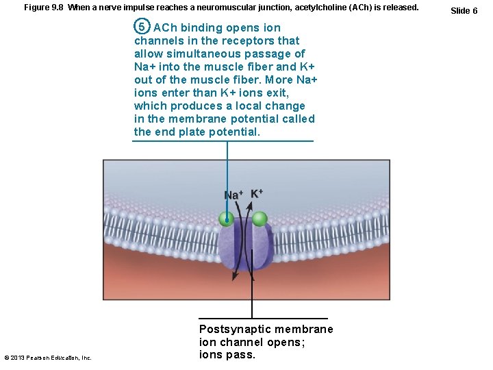 Figure 9. 8 When a nerve impulse reaches a neuromuscular junction, acetylcholine (ACh) is