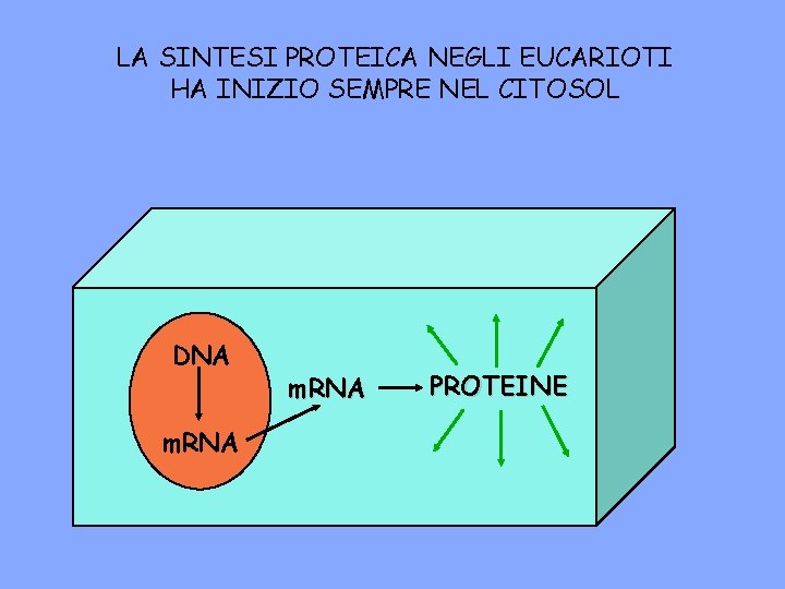 LA SINTESI PROTEICA NEGLI EUCARIOTI HA INIZIO SEMPRE NEL CITOSOL DNA m. RNA PROTEINE