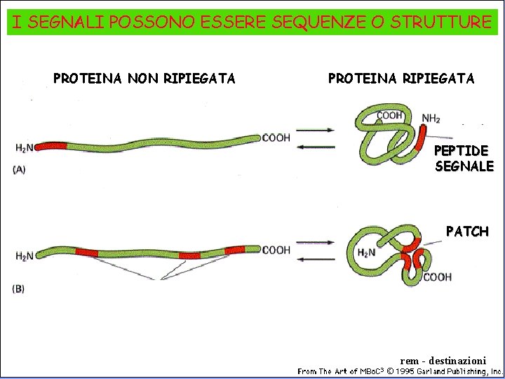 I SEGNALI POSSONO ESSERE SEQUENZE O STRUTTURE PROTEINA NON RIPIEGATA PROTEINA RIPIEGATA PEPTIDE SEGNALE