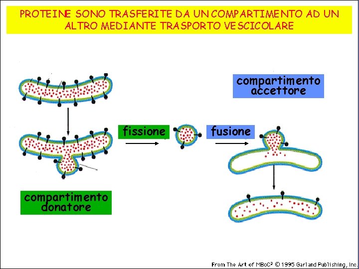 PROTEINE SONO TRASFERITE DA UN COMPARTIMENTO AD UN ALTRO MEDIANTE TRASPORTO VESCICOLARE compartimento accettore
