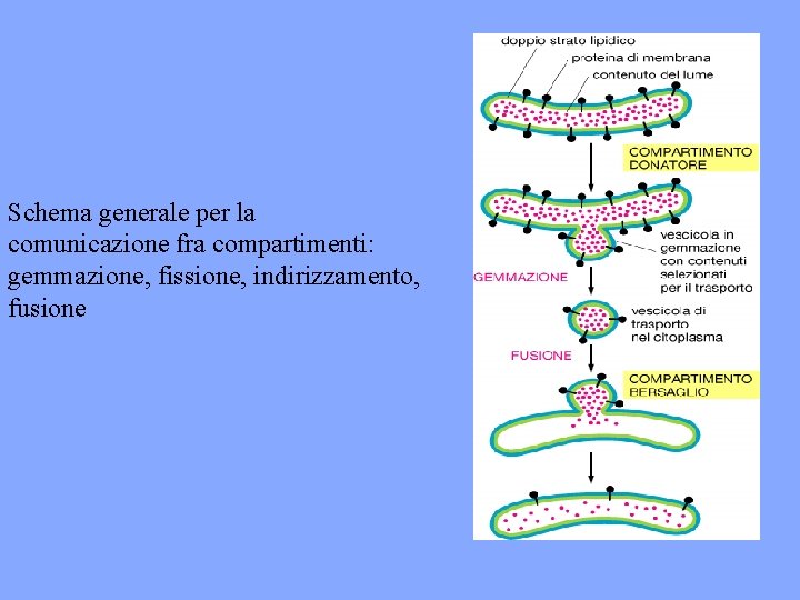 Schema generale per la comunicazione fra compartimenti: gemmazione, fissione, indirizzamento, fusione 