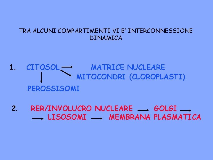 TRA ALCUNI COMPARTIMENTI VI E’ INTERCONNESSIONE DINAMICA 1. CITOSOL MATRICE NUCLEARE MITOCONDRI (CLOROPLASTI) PEROSSISOMI