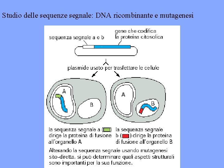Studio delle sequenze segnale: DNA ricombinante e mutagenesi 