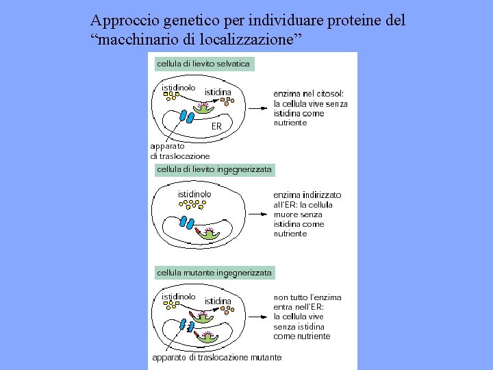 Approccio genetico per individuare proteine del “macchinario di localizzazione” 