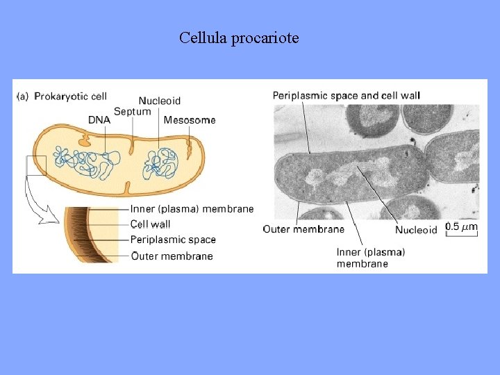 Cellula procariote 