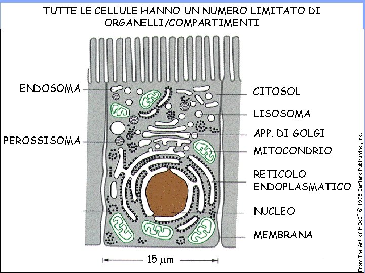 TUTTE LE CELLULE HANNO UN NUMERO LIMITATO DI ORGANELLI/COMPARTIMENTI ENDOSOMA CITOSOL LISOSOMA APP. DI