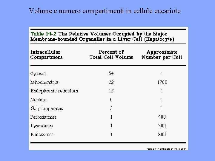 Volume e numero compartimenti in cellule eucariote 