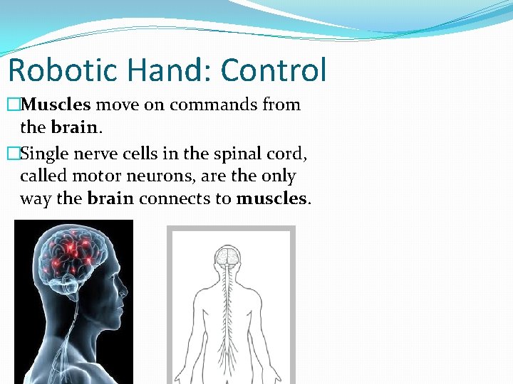 Robotic Hand: Control �Muscles move on commands from the brain. �Single nerve cells in