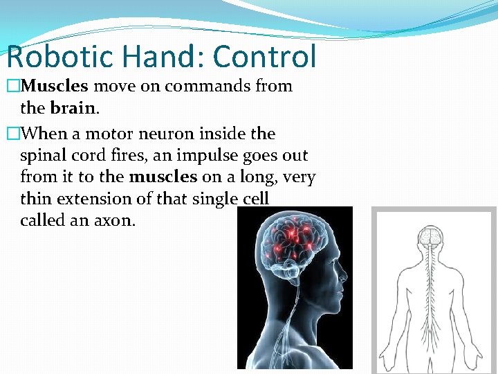 Robotic Hand: Control �Muscles move on commands from the brain. �When a motor neuron