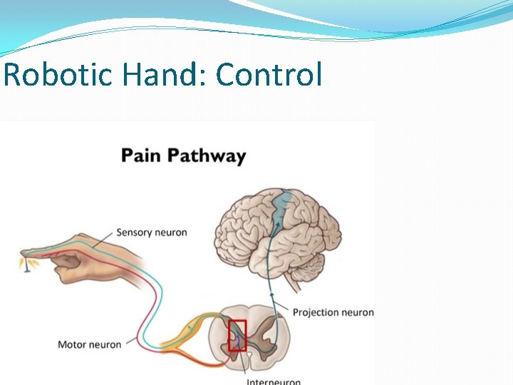 Robotic Hand: Control 