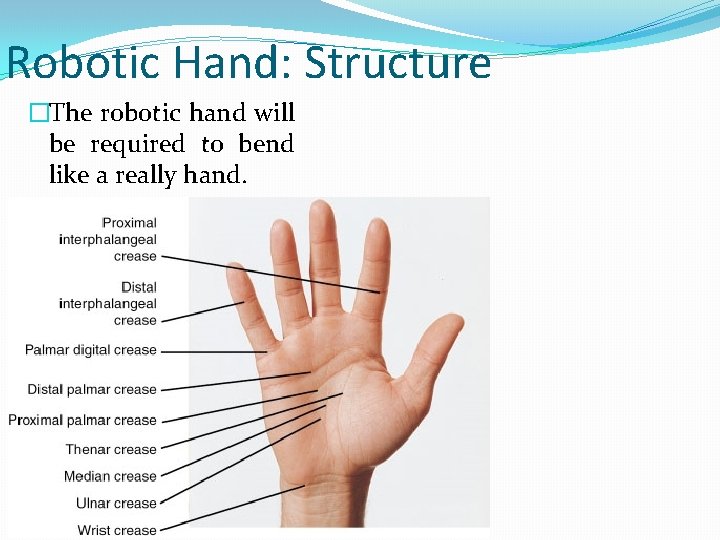 Robotic Hand: Structure �The robotic hand will be required to bend like a really