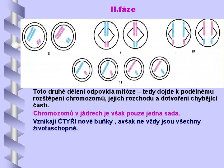 II. fáze Toto druhé dělení odpovídá mitóze – tedy dojde k podélnému rozštěpení chromozomů,