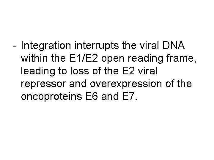 - Integration interrupts the viral DNA within the E 1/E 2 open reading frame,