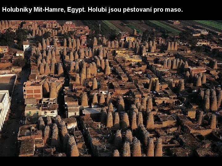 Holubníky Mit-Hamre, Egypt. Holubi jsou pěstovaní pro maso. 