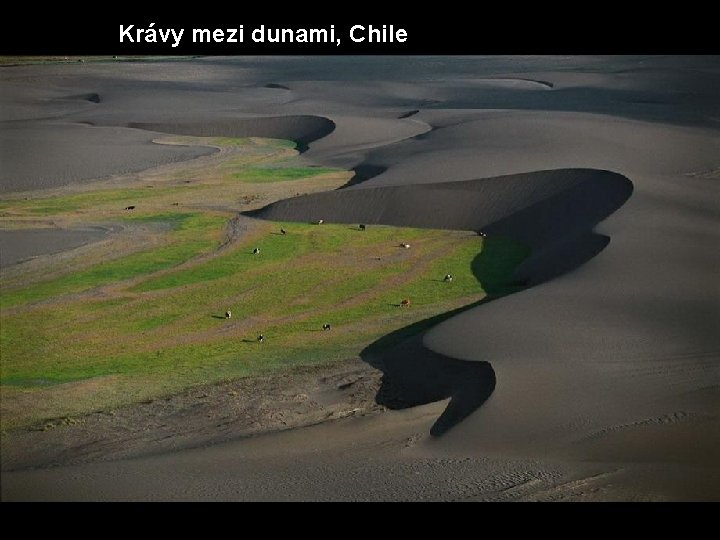 Krávy mezi dunami, Chile 