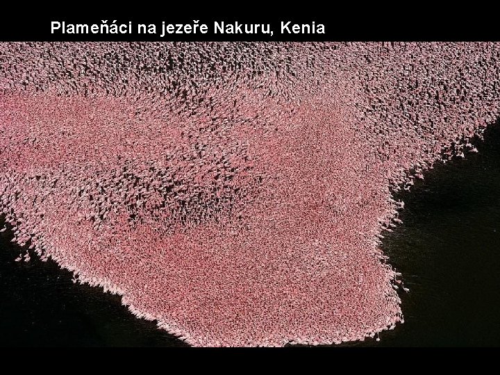 Plameňáci na jezeře Nakuru, Kenia 