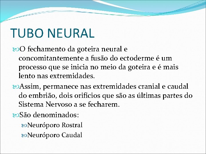 TUBO NEURAL O fechamento da goteira neural e concomitantemente a fusão do ectoderme é