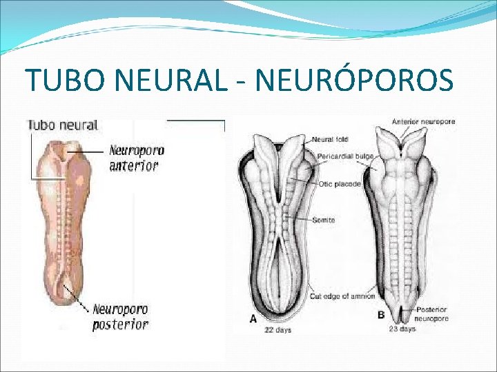 TUBO NEURAL - NEURÓPOROS 