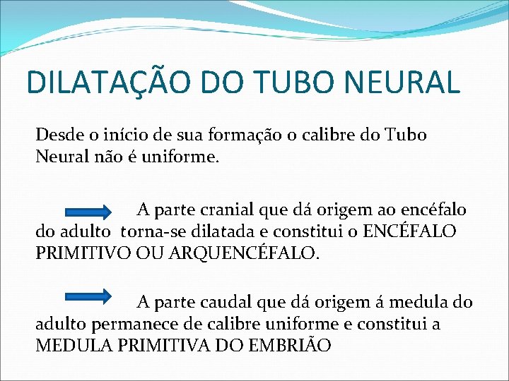 DILATAÇÃO DO TUBO NEURAL Desde o início de sua formação o calibre do Tubo