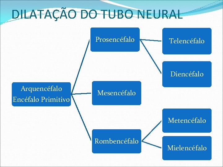 DILATAÇÃO DO TUBO NEURAL Prosencéfalo Telencéfalo Diencéfalo Arquencéfalo Encéfalo Primitivo Mesencéfalo Metencéfalo Rombencéfalo Mielencéfalo