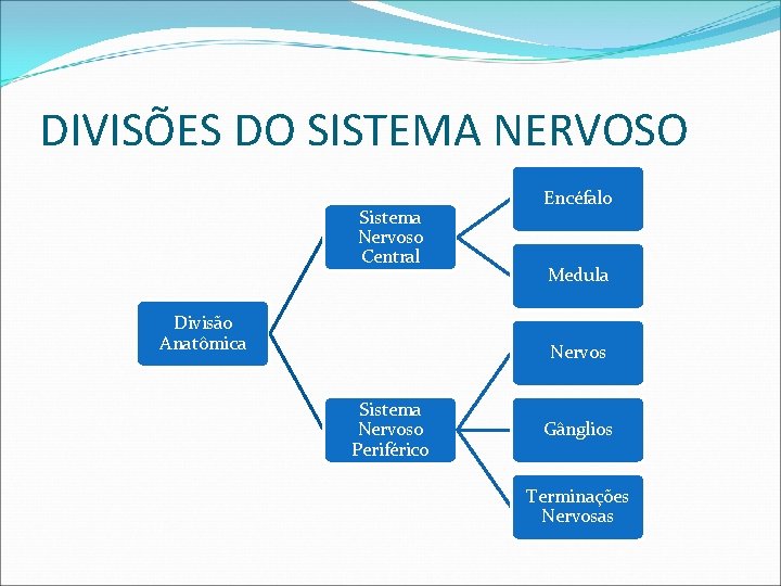 DIVISÕES DO SISTEMA NERVOSO Sistema Nervoso Central Divisão Anatômica Encéfalo Medula Nervos Sistema Nervoso