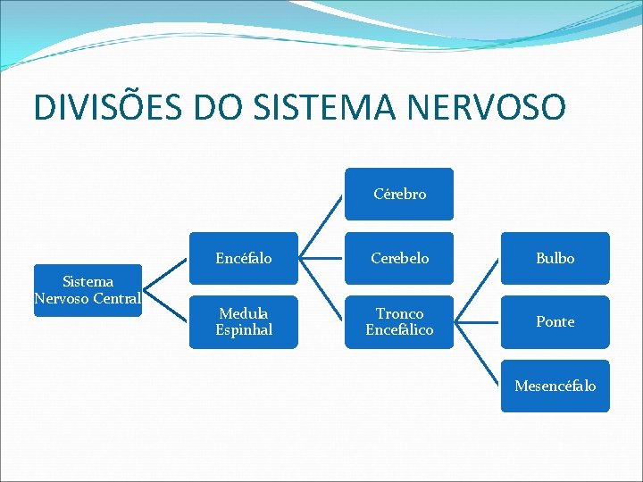 DIVISÕES DO SISTEMA NERVOSO Cérebro Sistema Nervoso Central Encéfalo Cerebelo Bulbo Medula Espinhal Tronco