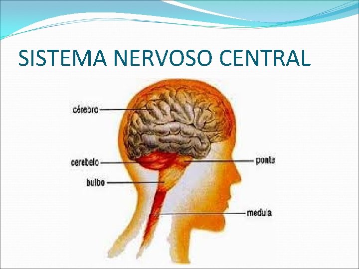 SISTEMA NERVOSO CENTRAL 