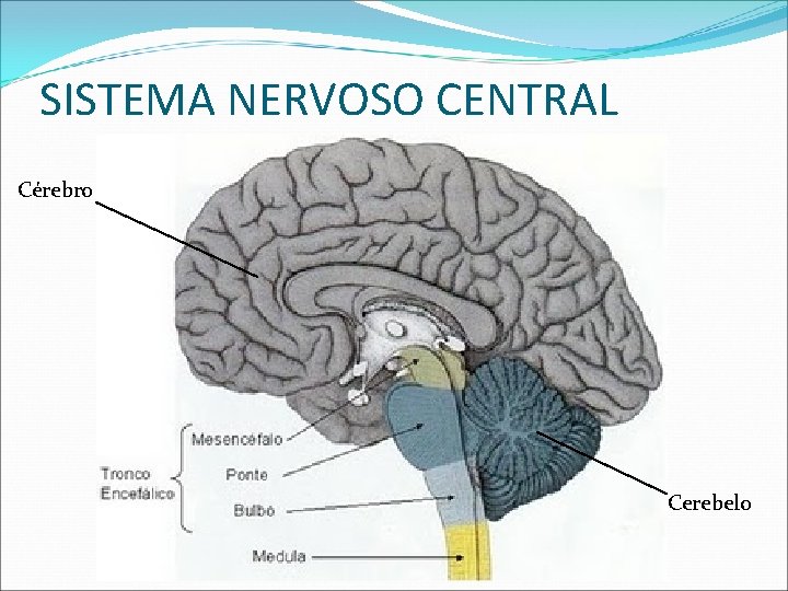 SISTEMA NERVOSO CENTRAL Cérebro Cerebelo 