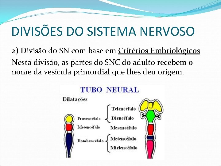 DIVISÕES DO SISTEMA NERVOSO 2) Divisão do SN com base em Critérios Embriológicos Nesta
