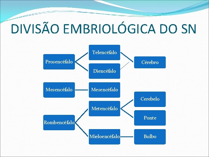 DIVISÃO EMBRIOLÓGICA DO SN Telencéfalo Prosencéfalo Cérebro Diencéfalo Mesencéfalo Cerebelo Metencéfalo Ponte Rombencéfalo Mieloencéfalo