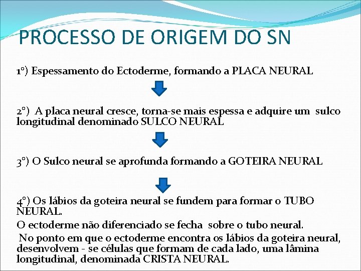 PROCESSO DE ORIGEM DO SN 1°) Espessamento do Ectoderme, formando a PLACA NEURAL 2°)