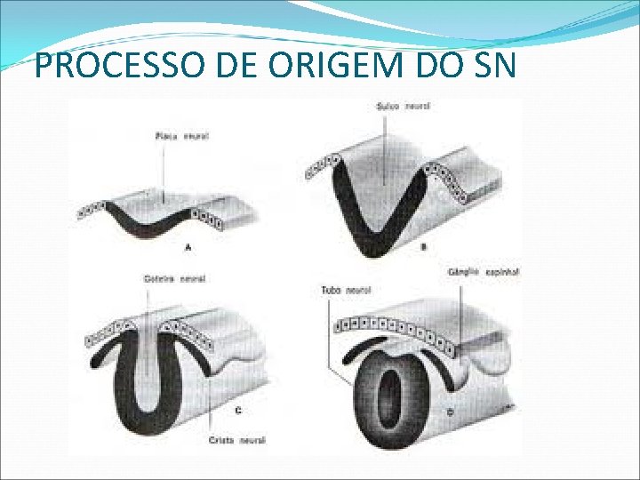 PROCESSO DE ORIGEM DO SN 