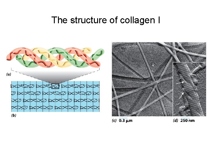 The structure of collagen I 