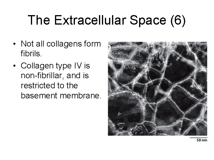 The Extracellular Space (6) • Not all collagens form fibrils. • Collagen type IV