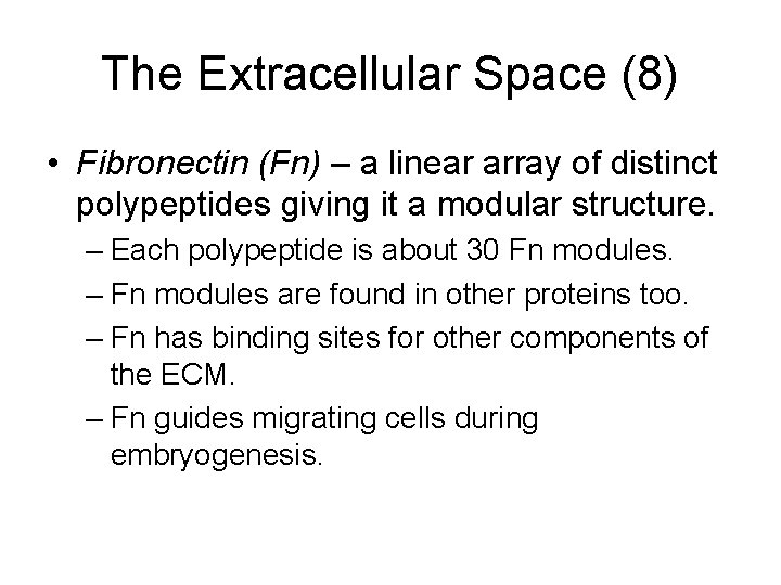 The Extracellular Space (8) • Fibronectin (Fn) – a linear array of distinct polypeptides