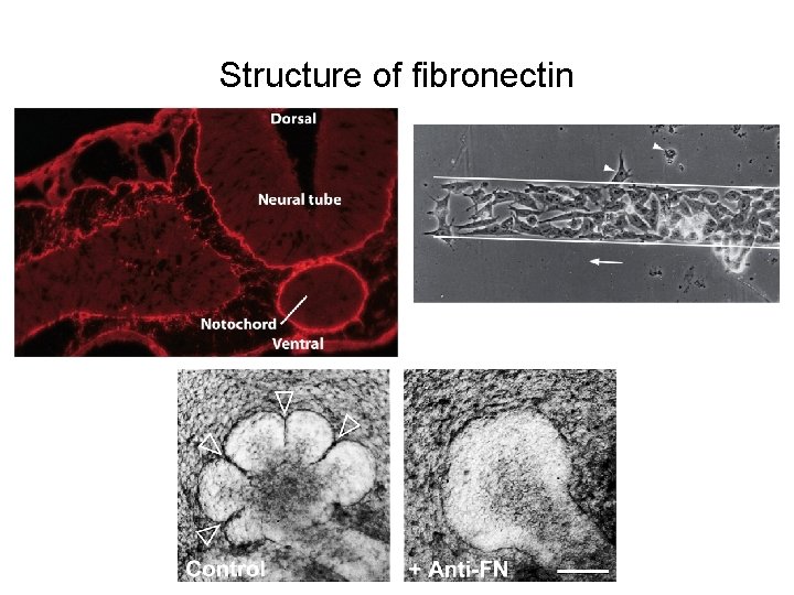 Structure of fibronectin 