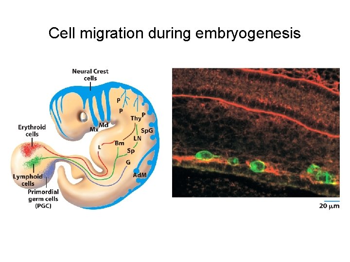 Cell migration during embryogenesis 
