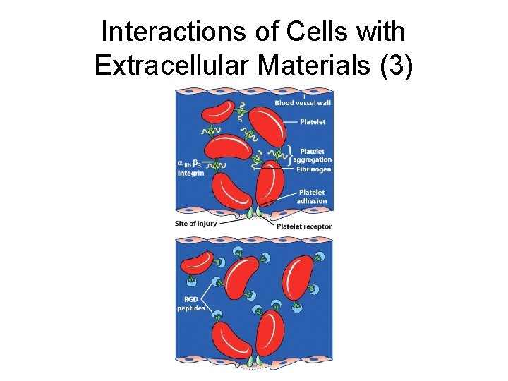 Interactions of Cells with Extracellular Materials (3) 