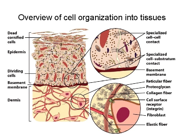 Overview of cell organization into tissues 