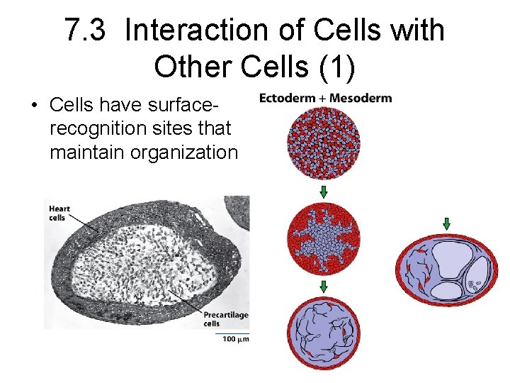7. 3 Interaction of Cells with Other Cells (1) • Cells have surfacerecognition sites