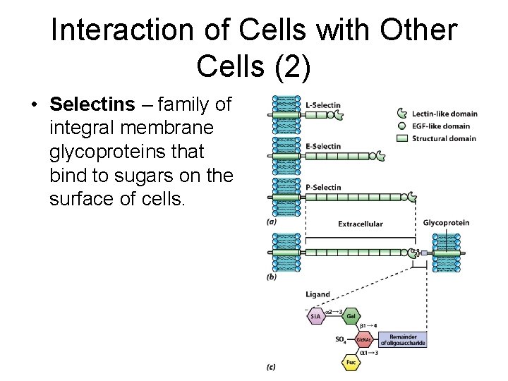 Interaction of Cells with Other Cells (2) • Selectins – family of integral membrane