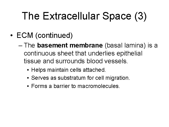 The Extracellular Space (3) • ECM (continued) – The basement membrane (basal lamina) is