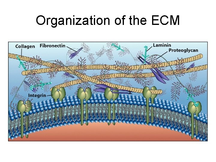 Organization of the ECM 