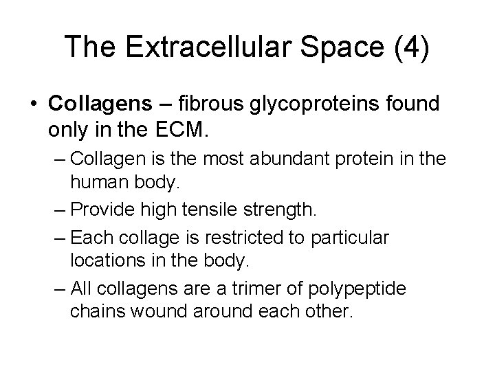 The Extracellular Space (4) • Collagens – fibrous glycoproteins found only in the ECM.