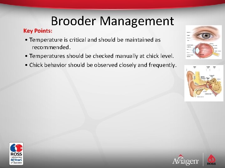 Brooder Management Key Points: • Temperature is critical and should be maintained as recommended.