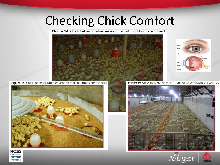 Checking Chick Comfort 