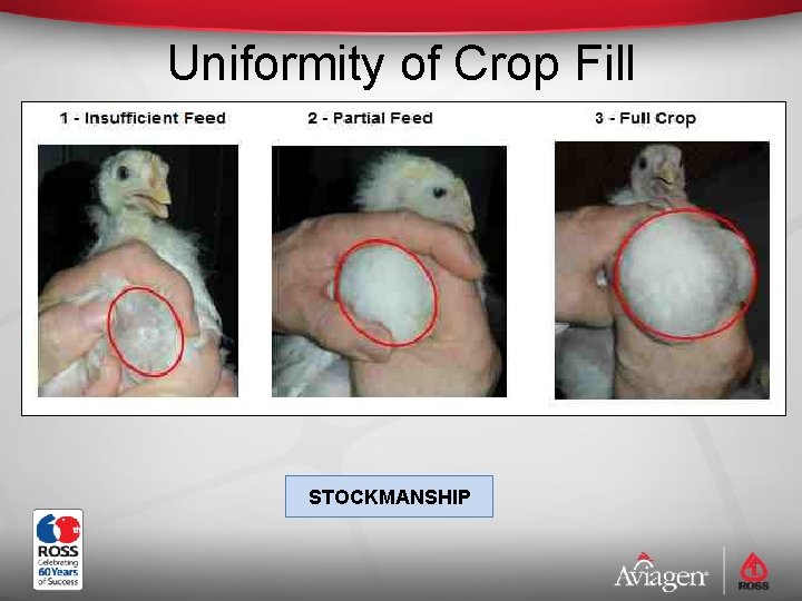 Uniformity of Crop Fill STOCKMANSHIP 