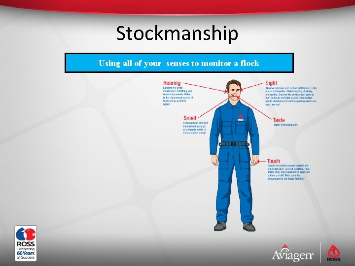 Stockmanship Using all of your senses to monitor a flock 